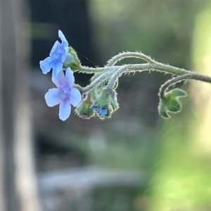 Cynoglossum australe at Gibraltar Pines - 17 Dec 2023