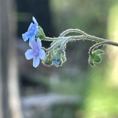 Cynoglossum australe (Australian Forget-me-not) at Paddys River, ACT - 17 Dec 2023 by JaneR