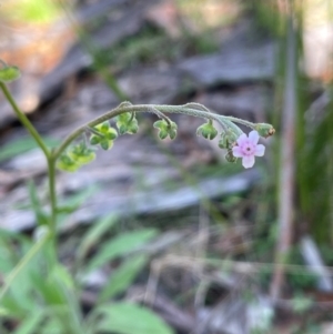 Cynoglossum australe at Gibraltar Pines - 17 Dec 2023