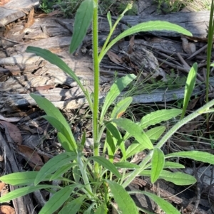 Cynoglossum australe at Gibraltar Pines - 17 Dec 2023 05:19 PM