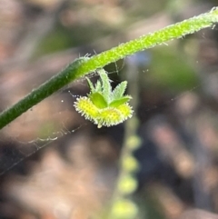 Cynoglossum australe at Gibraltar Pines - 17 Dec 2023