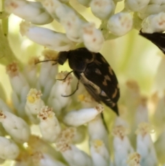 Mordellidae (family) (Unidentified pintail or tumbling flower beetle) at Hughes Grassy Woodland - 17 Dec 2023 by LisaH