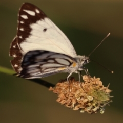 Belenois java at Hughes Grassy Woodland - 17 Dec 2023