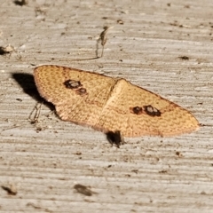 Epicyme rubropunctaria (Red-spotted Delicate) at QPRC LGA - 17 Dec 2023 by Csteele4