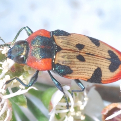 Castiarina mustelamajor (A jewel beetle) at Canberra Central, ACT - 17 Dec 2023 by Harrisi