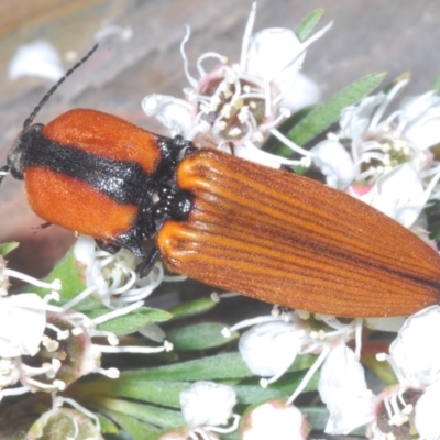 Ophidius elegans (Click beetle) at Canberra Central, ACT - 17 Dec 2023 by Harrisi