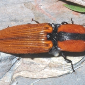 Ophidius elegans at Black Mountain - 17 Dec 2023 11:49 PM