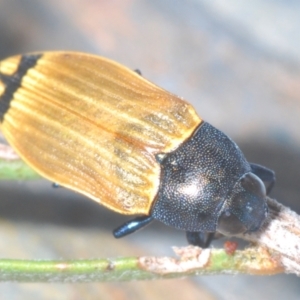 Castiarina balteata at Bywong, NSW - 16 Dec 2023