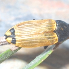 Castiarina balteata at Bywong, NSW - 16 Dec 2023