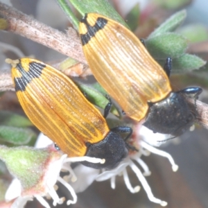 Castiarina balteata at Bywong, NSW - 16 Dec 2023