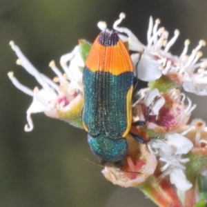 Castiarina kerremansi at Bywong, NSW - 16 Dec 2023 06:07 PM