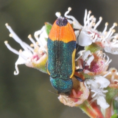 Castiarina kerremansi (A jewel beetle) at Bywong, NSW - 16 Dec 2023 by Harrisi