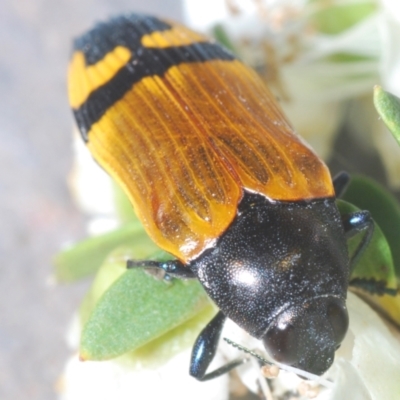 Castiarina andersoni (Anderson's jewel beetle) at Bugong National Park - 16 Dec 2023 by Harrisi