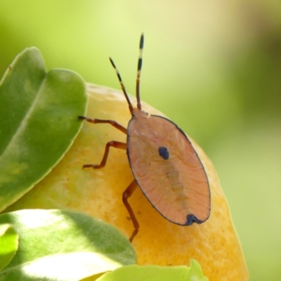 Musgraveia sulciventris (Bronze Orange Bug) at Wingecarribee Local Government Area - 27 Nov 2023 by Curiosity