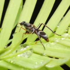 Unverified Stiletto fly (Therevidae) at Wingecarribee Local Government Area - 29 Nov 2023 by Curiosity