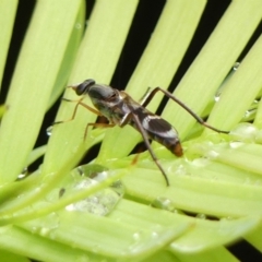 Unidentified Stiletto fly (Therevidae) at Braemar, NSW - 28 Nov 2023 by Curiosity