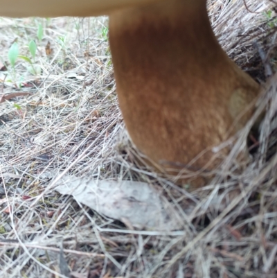 Tylopilus sp. (A Bolete) at Canberra Central, ACT - 17 Dec 2023 by PaulDoy