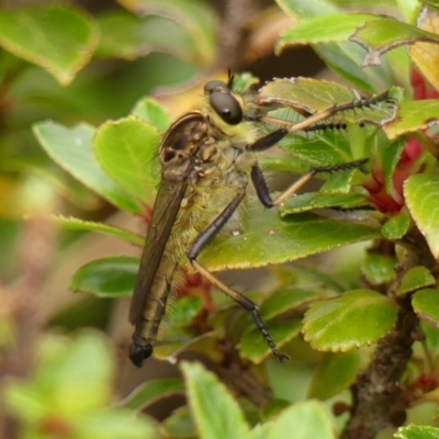 Zosteria rosevillensis at Braemar, NSW - 10 Dec 2023 by Curiosity