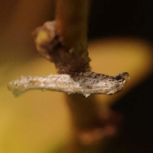 Epermenia exilis at Bruce Ridge - 23 Oct 2023