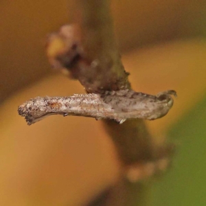 Epermenia exilis at Bruce Ridge - 23 Oct 2023 08:58 AM