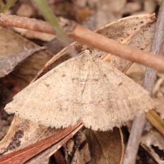 Taxeotis (genus) (Unidentified Taxeotis geometer moths) at Bruce Ridge - 22 Oct 2023 by ConBoekel