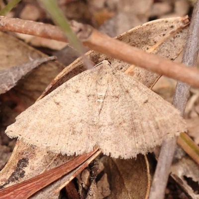 Taxeotis (genus) (Unidentified Taxeotis geometer moths) at Bruce Ridge to Gossan Hill - 22 Oct 2023 by ConBoekel