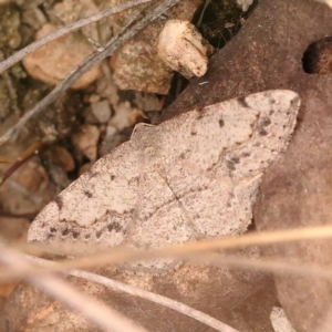 Taxeotis intextata at Bruce Ridge to Gossan Hill - 23 Oct 2023 08:41 AM