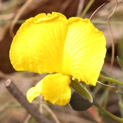 Gompholobium huegelii (Pale Wedge Pea) at Bruce Ridge to Gossan Hill - 22 Oct 2023 by ConBoekel