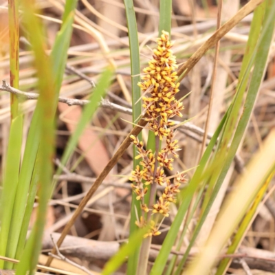 Lomandra longifolia (Spiny-headed Mat-rush, Honey Reed) at Bruce Ridge to Gossan Hill - 22 Oct 2023 by ConBoekel