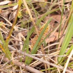 Lomandra longifolia at Bruce Ridge - 23 Oct 2023 08:43 AM