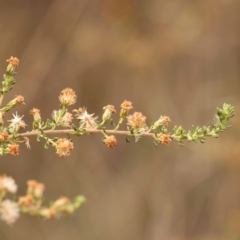 Olearia microphylla (Olearia) at Bruce Ridge - 22 Oct 2023 by ConBoekel