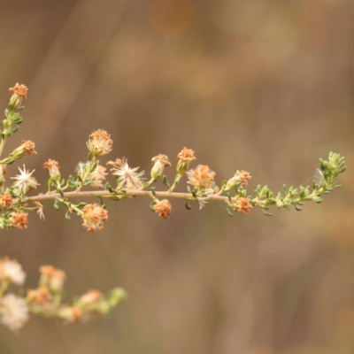 Olearia microphylla (Olearia) at Bruce Ridge to Gossan Hill - 22 Oct 2023 by ConBoekel