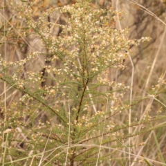 Olearia microphylla at Bruce Ridge to Gossan Hill - 23 Oct 2023 09:04 AM