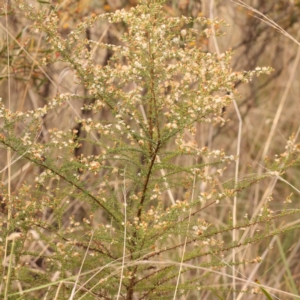 Olearia microphylla at Bruce Ridge to Gossan Hill - 23 Oct 2023