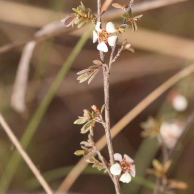 Gaudium multicaule (Teatree) at Bruce Ridge - 23 Oct 2023 by ConBoekel