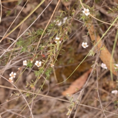 Gaudium multicaule at Bruce Ridge to Gossan Hill - 23 Oct 2023 09:03 AM