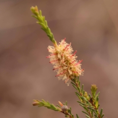 Melaleuca parvistaminea (Small-flowered Honey-myrtle) at Bruce Ridge - 22 Oct 2023 by ConBoekel