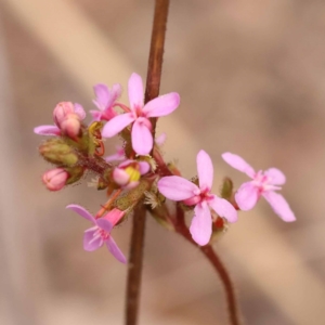 Stylidium graminifolium at Bruce Ridge - 23 Oct 2023