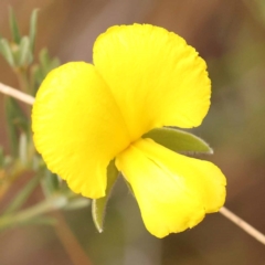 Gompholobium huegelii (Pale Wedge Pea) at Bruce Ridge - 22 Oct 2023 by ConBoekel