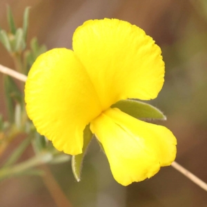 Gompholobium huegelii at Bruce Ridge to Gossan Hill - 23 Oct 2023