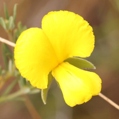 Gompholobium huegelii (Pale Wedge Pea) at Bruce Ridge to Gossan Hill - 22 Oct 2023 by ConBoekel