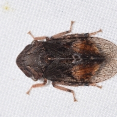 Stenocotini sp. (tribe) (A leafhopper) at QPRC LGA - 11 Dec 2023 by DianneClarke