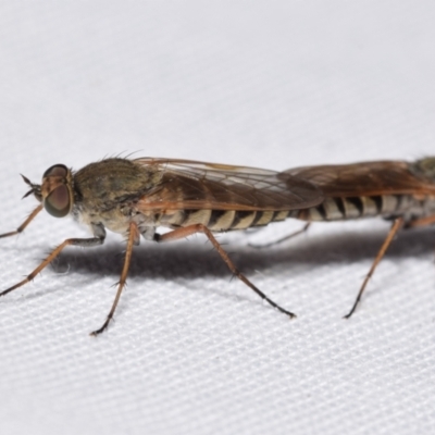 Anabarhynchus sp. (genus) (Stiletto Fly (Sub-family Therevinae)) at QPRC LGA - 11 Dec 2023 by DianneClarke