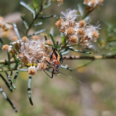 Gminatus australis (Orange assassin bug) at Anembo, NSW - 17 Dec 2023 by Csteele4