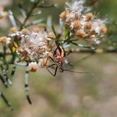 Gminatus australis at Anembo, NSW - 17 Dec 2023