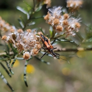 Gminatus australis at Anembo, NSW - 17 Dec 2023