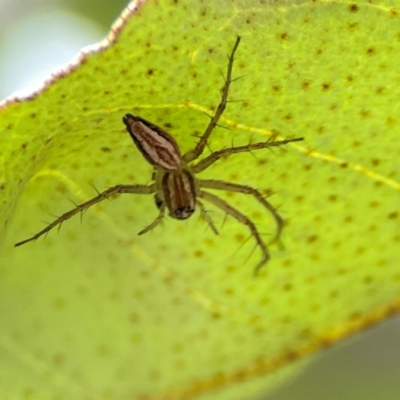 Oxyopes (genus) (Lynx spider) at QPRC LGA - 17 Dec 2023 by Hejor1