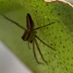 Oxyopes sp. (genus) at QPRC LGA - 17 Dec 2023 04:01 PM