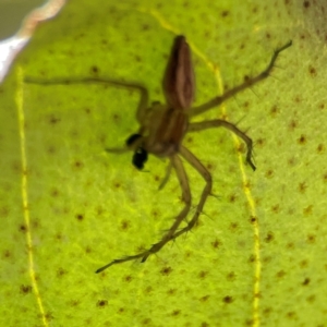 Oxyopes sp. (genus) at QPRC LGA - 17 Dec 2023 04:01 PM