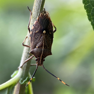 Omyta centrolineata (Centreline Shield Bug) at QPRC LGA - 17 Dec 2023 by Hejor1